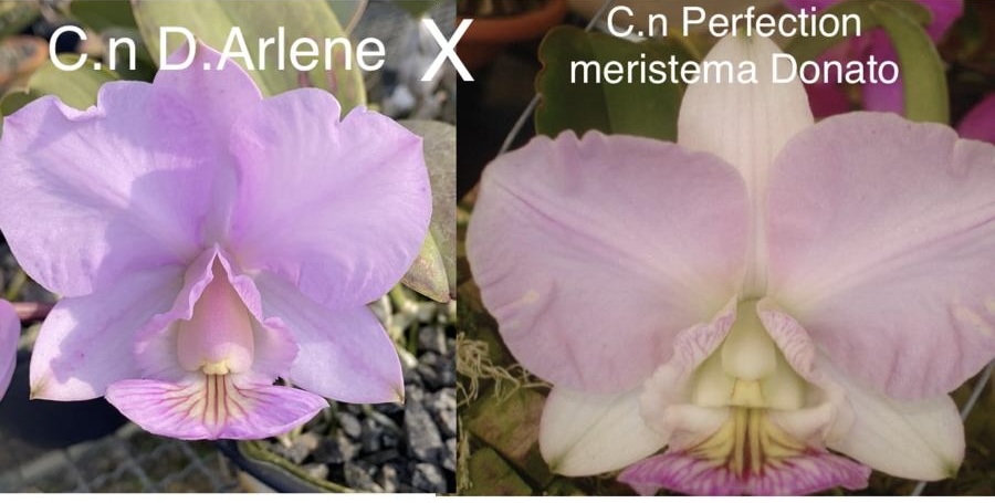 C.n Amaliae D.Arlene x C.n Amaliae Perfection M Donato