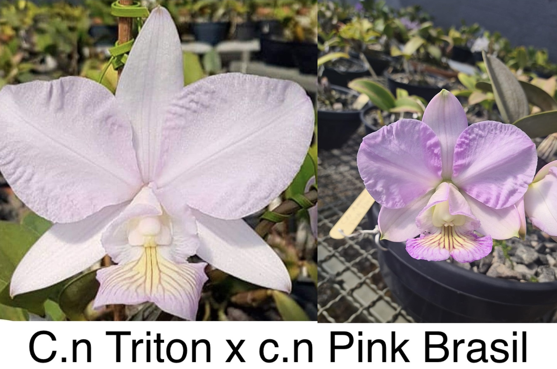 C.n Amaliae Triton x C.n Pink Brasil NT
