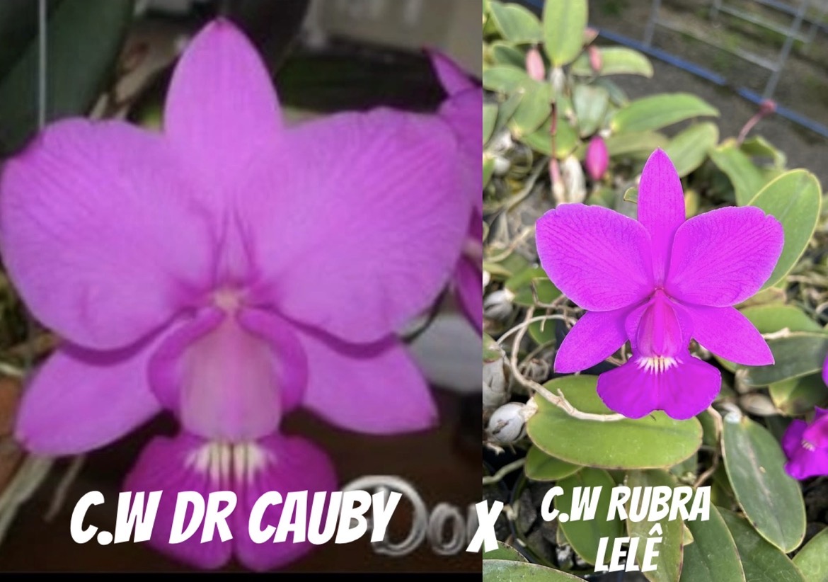 C.w Dr. Cauby x C.w Rubra Lelê