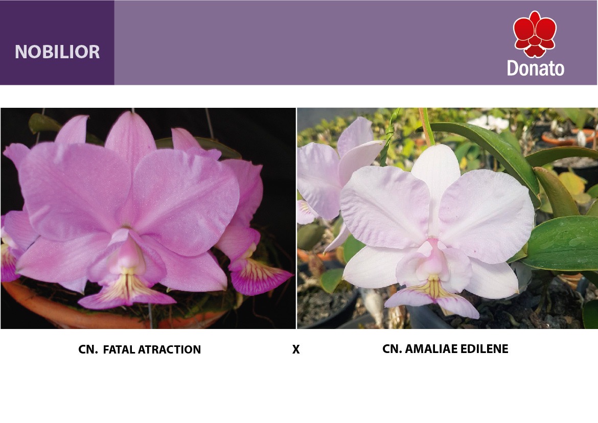 C.n Fatal atraction x C.n Amaliae Edilene