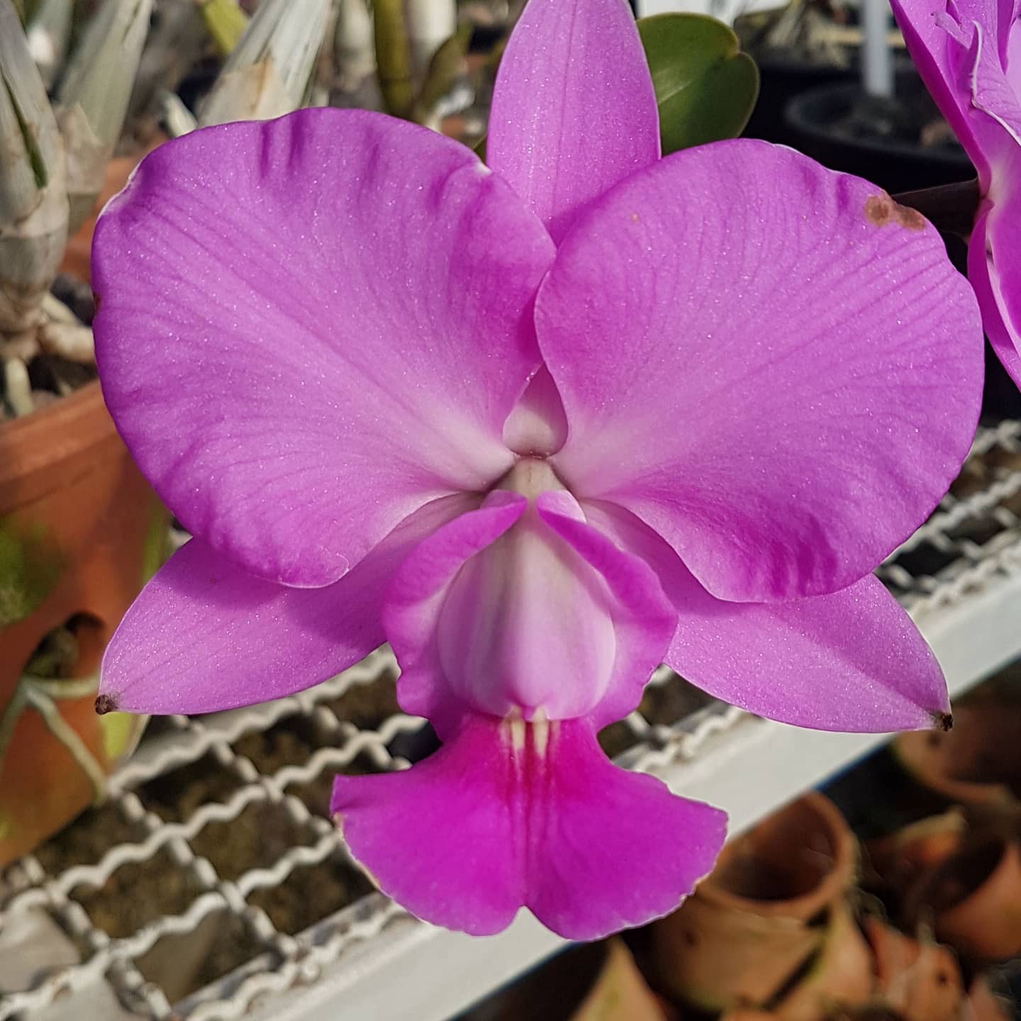 C.w Feiticeira dos Donatos
